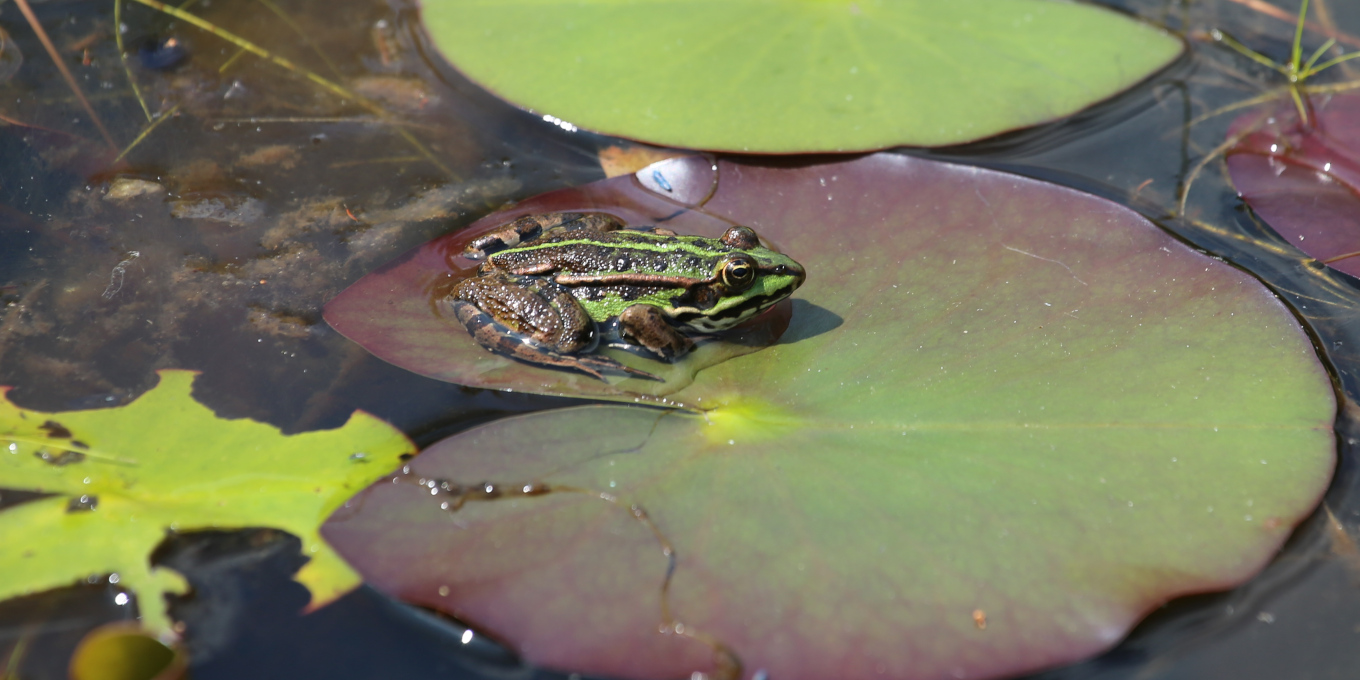 Grenouille verte (Pelophylax kl. esculentus) © Nicolas Macaire / LPO